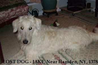 LOST DOG - JAKE, Near Hamden, NY, 13782